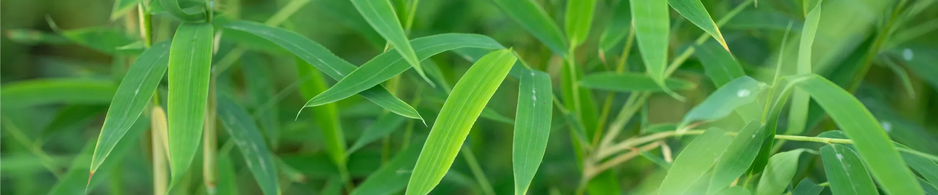 Fargesia rufa Fargesia rufa