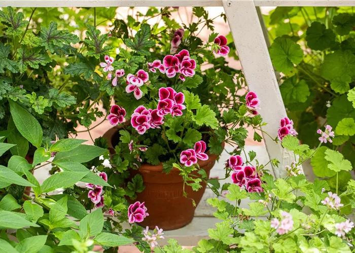 Balkonpflanzen & Kübelpflanzen Balkonpflanzen & Kübelpflanzen
