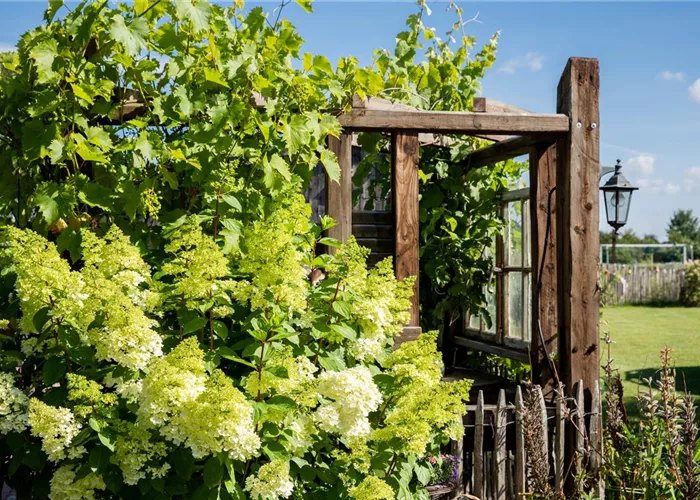 Gartenpflanzen Gartenpflanzen