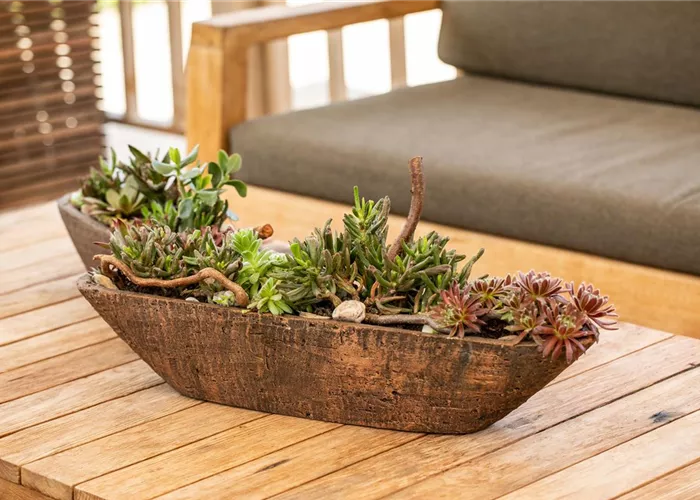 Pflanzenschale Pflanzenschale