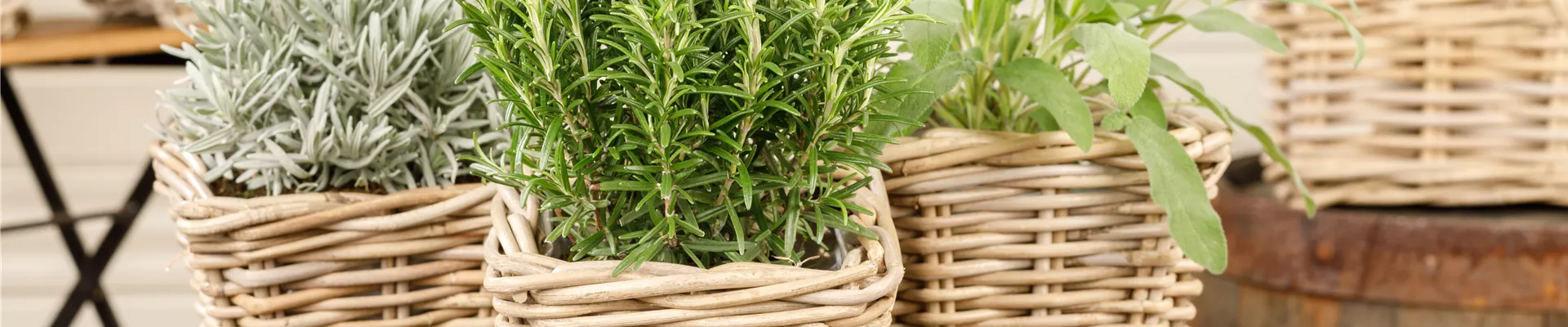 Rosmarinus officinalis Rosmarinus officinalis