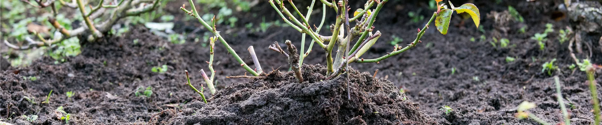 Winterschutz für Rosen - Erdhügel