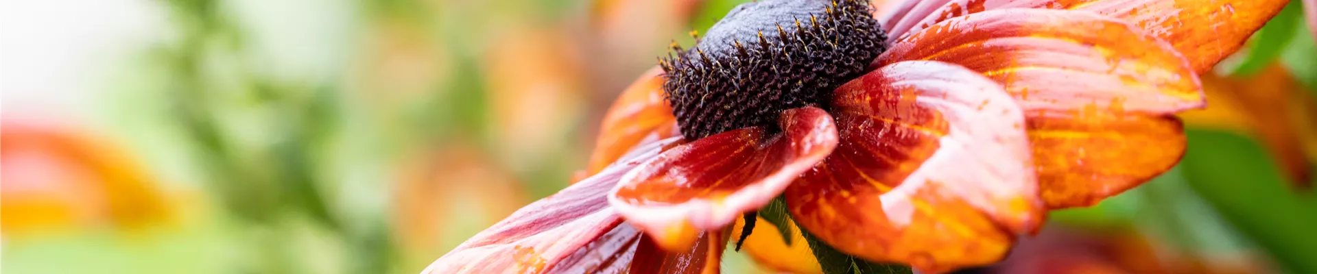 2020-7-8.11-0.GS655978_