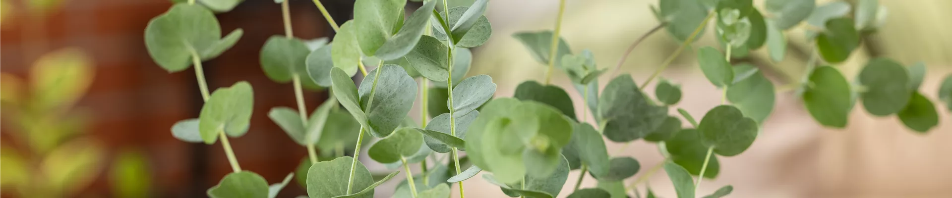 Eucalyptus gunnii 'Azura'