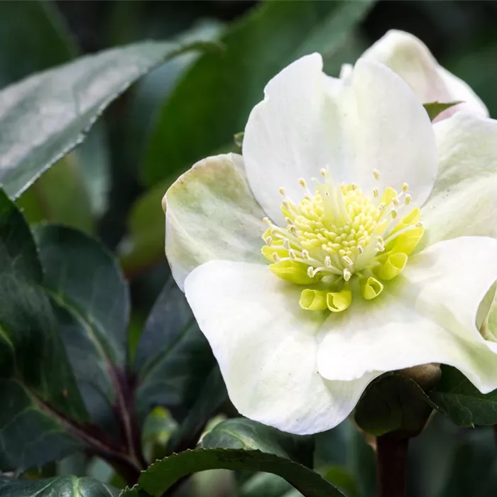Auch im Winter nicht auf blühende Pflanzen verzichten! Auch im Winter nicht auf blühende Pflanzen verzichten!