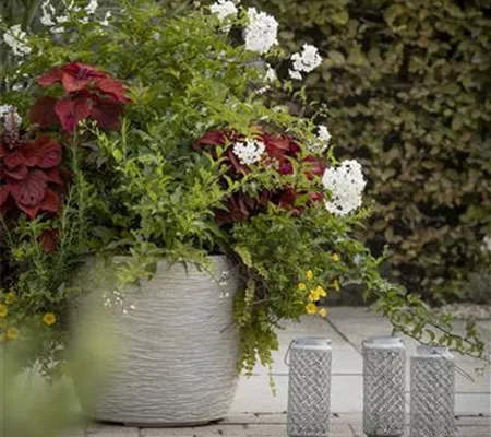 Kübel winterfest machen Kübel winterfest machen