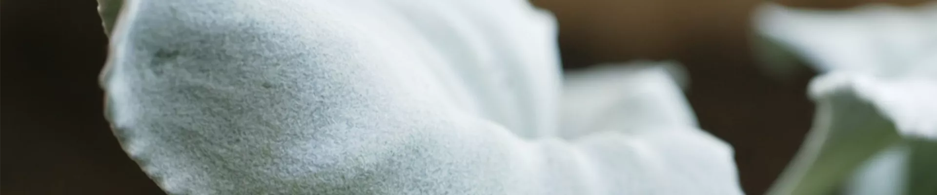 Silberblatt - Einpflanzen im Garten (thumbnail) Silberblatt - Einpflanzen im Garten (thumbnail)