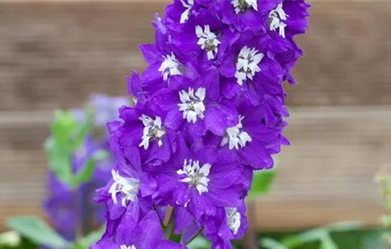 Rittersporn . Einpflanzen im Garten Rittersporn . Einpflanzen im Garten