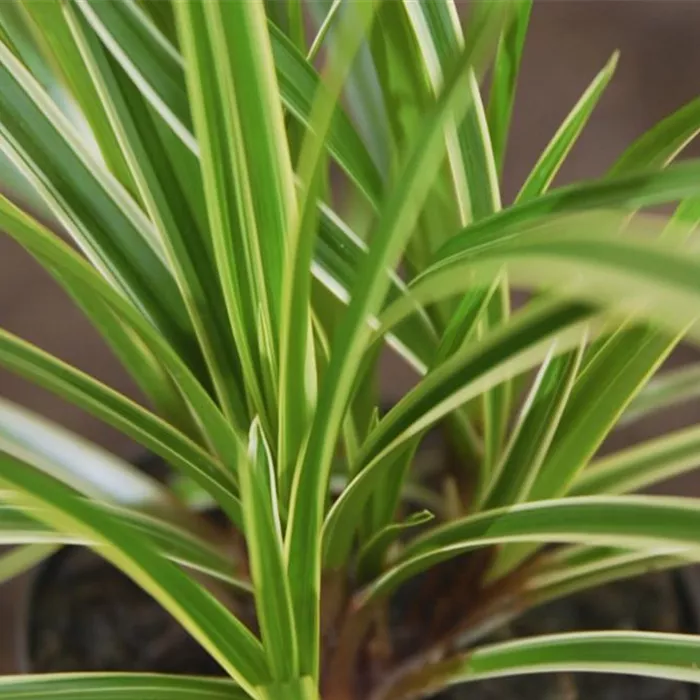 Japansegge - Einpflanzen im Garten Japansegge - Einpflanzen im Garten