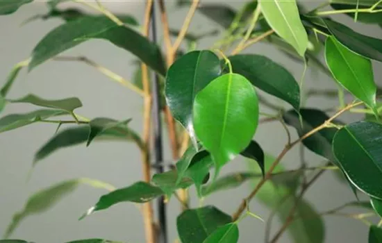 Zimmerpflanzenportrait - Birkenfeige Zimmerpflanzenportrait - Birkenfeige