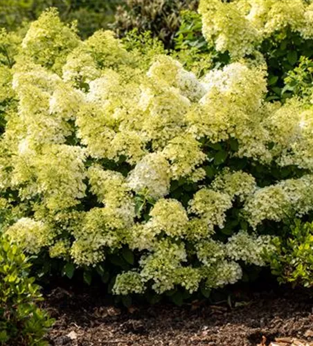 Rispenhortensie 'Bobo'® Rispenhortensie 'Bobo'®
