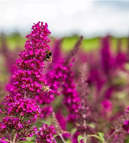 Schmetterlingsflieder BUZZ™ 'Magenta' Schmetterlingsflieder BUZZ™ 'Magenta'