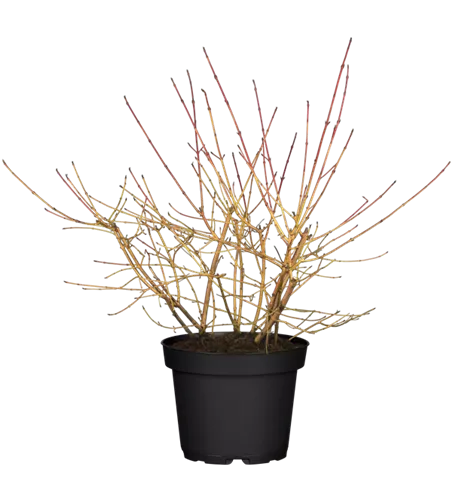 Roter Hartriegel Roter Hartriegel