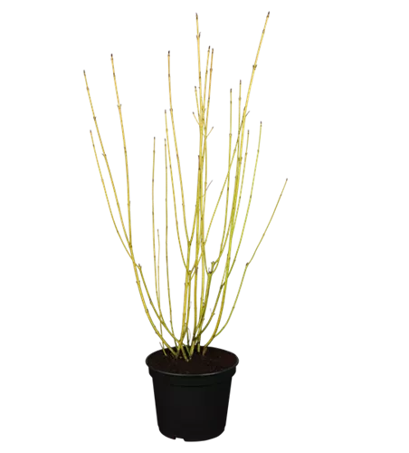 Gelbholz-Hartriegel 'Flaviramea' Gelbholz-Hartriegel 'Flaviramea'