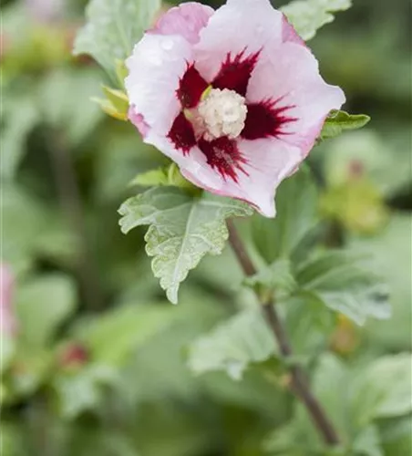 Garteneibisch 'Hamabo' Garteneibisch 'Hamabo'