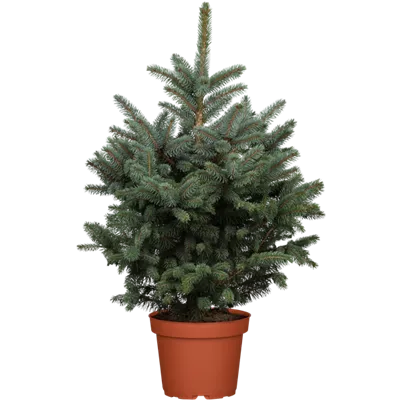 Blaufichte 'Super Blue Seedling' Blaufichte 'Super Blue Seedling'