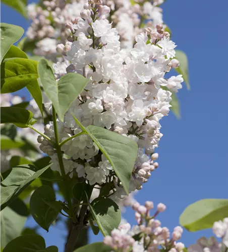Syringa vulg.'Beauty of Moscow' Syringa vulg.'Beauty of Moscow'