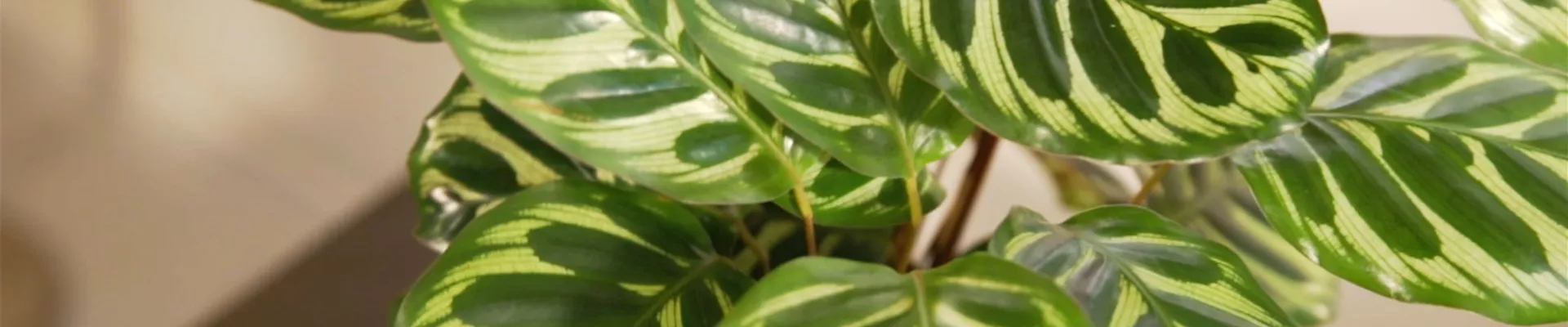 Korbmarante (Thumbnail)