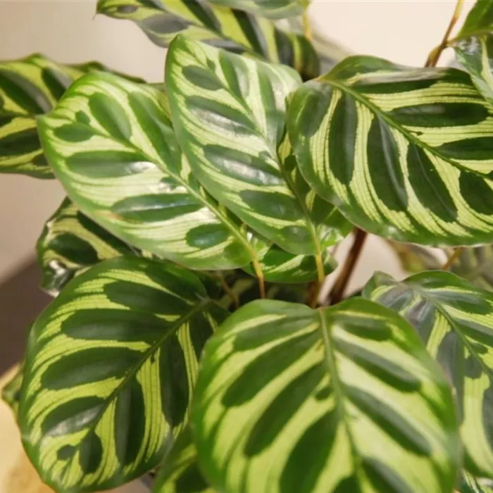 Zimmerpflanzenportrait - Korbmarante