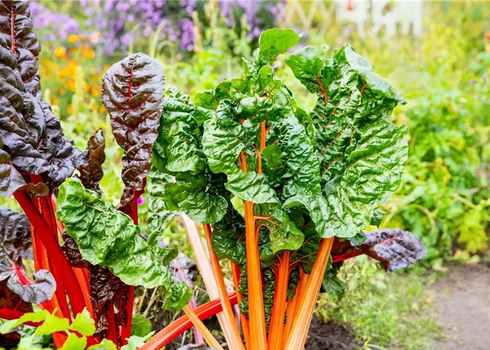 Gemüsedünger Gemüsedünger