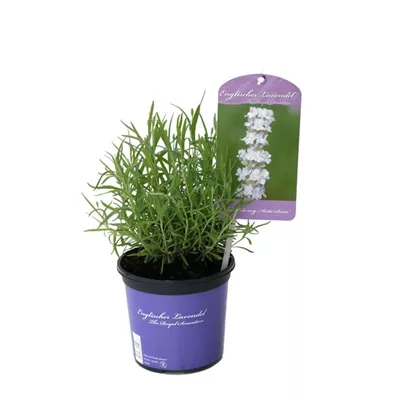 Lavandula ang. 'Arctic Snow' (weiß), 12er Set