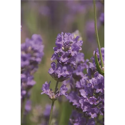Lavandula ang. 'Cedar Blue' (hellblau), 12er Set