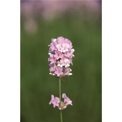 Lavandula ang. 'Coconut Ice' (rosaweiß), 12er Set
