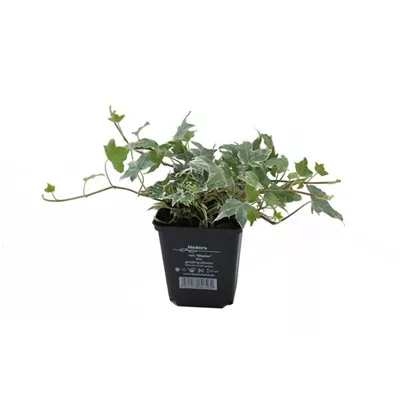 Hedera helix 'Glacier', 12er Set Hedera helix 'Glacier', 12er Set