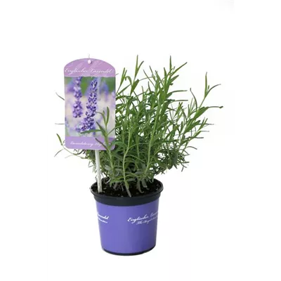 Lavandula ang. 'Elizabeth'® (dunkelviolett), 12er Set