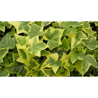 Hedera helix 'Gold Child', 12er Set Hedera helix 'Gold Child', 12er Set
