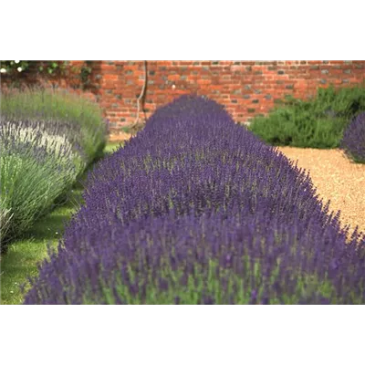 Lavandula ang. 'Hidcote' (blau), 6er Set