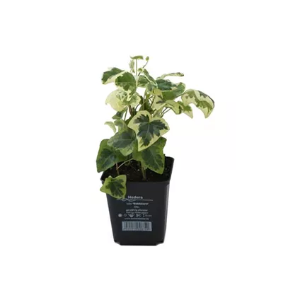 Hedera helix 'Goldstern', 12er Set Hedera helix 'Goldstern', 12er Set