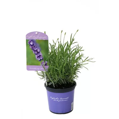 Lavandula ang. 'Hidcote' (blau), 12er Set