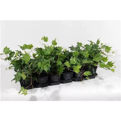 Hedera helix 'Green Ripple', 12er Set Hedera helix 'Green Ripple', 12er Set