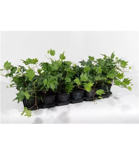 Hedera helix 'Green Ripple', 12er Set Hedera helix 'Green Ripple', 12er Set