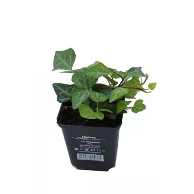 Hedera helix 'Grünpfeil', 12er Set Hedera helix 'Grünpfeil', 12er Set