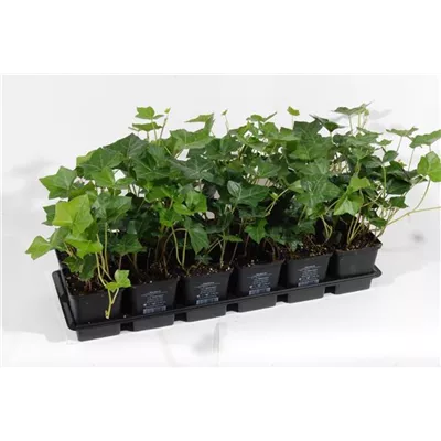 Hedera helix Hibernica, 12er Set Hedera helix Hibernica, 12er Set