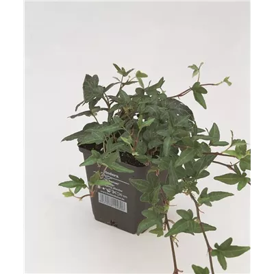 Hedera helix 'Shamrock', 12er Set Hedera helix 'Shamrock', 12er Set