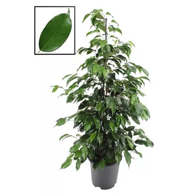 Birken-Feige 'Danielle' Birken-Feige 'Danielle'