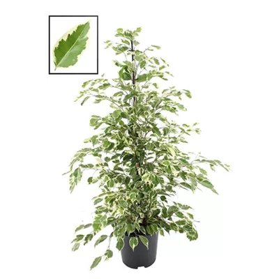 Birken-Feige 'Twilight' Birken-Feige 'Twilight'