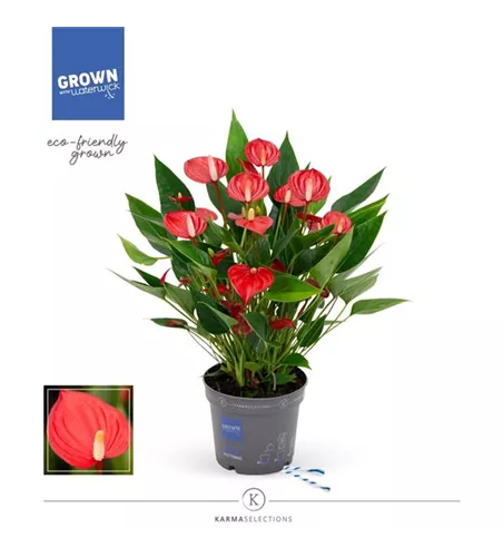 Flamingoblume 'KARMA Million Flowers'