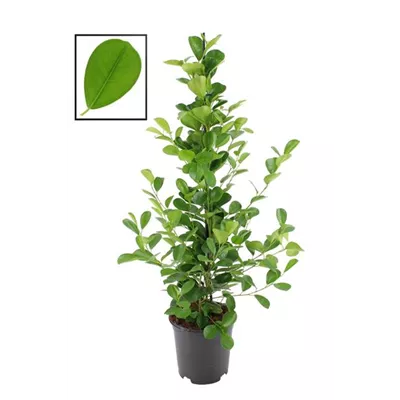 Chinesische Feige 'Moclame' Chinesische Feige 'Moclame'