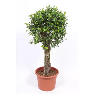 Birken-Feige Birken-Feige