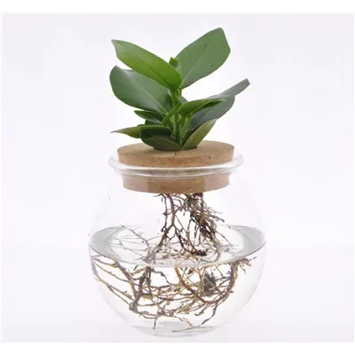 Balsamapfel Balsamapfel