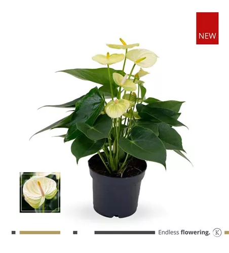 Flamingoblume 'KARMA Lime Vanilla'