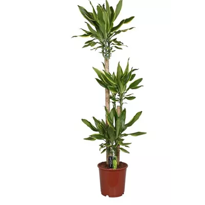 Drachenbaum 'Golden Coast' Drachenbaum 'Golden Coast'