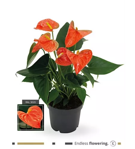 Flamingoblume 'KARMA Orange'