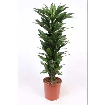 Drachenbaum 'Janet Lind' Drachenbaum 'Janet Lind'