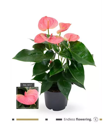 Flamingoblume 'KARMA Pink'