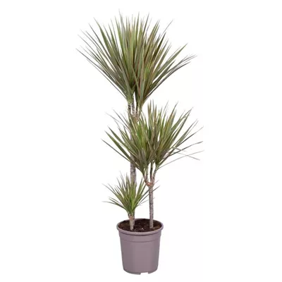 Drachenbaum 'Bicolor' Drachenbaum 'Bicolor'